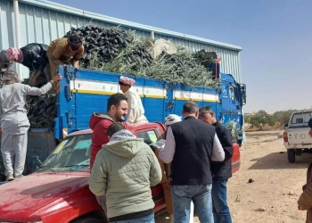 "الزراعة" توزع 33 ألف شتلة زيتون بالمجان لدعم التجمعات البدوية بمطروح.. 16 - جريدة المساء