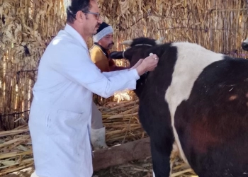 تحصين 102 ألفًا و386 رأس ماشية ضمن الحملة الاستثنائية ضد الحمى القلاعية بالمنيا 42 - جريدة المساء تحصين 102 ألفًا و386 رأس ماشية ضمن الحملة الاستثنائية ضد الحمى القلاعية بالمنيا 41 - جريدة المساء