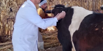 تحصين 102 ألفًا و386 رأس ماشية ضمن الحملة الاستثنائية ضد الحمى القلاعية بالمنيا 2 - جريدة المساء تحصين 102 ألفًا و386 رأس ماشية ضمن الحملة الاستثنائية ضد الحمى القلاعية بالمنيا 1 - جريدة المساء