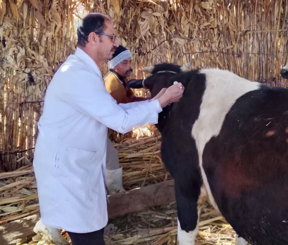 تحصين 102 ألفًا و386 رأس ماشية ضمن الحملة الاستثنائية ضد الحمى القلاعية بالمنيا 20 - جريدة المساء تحصين 102 ألفًا و386 رأس ماشية ضمن الحملة الاستثنائية ضد الحمى القلاعية بالمنيا 19 - جريدة المساء