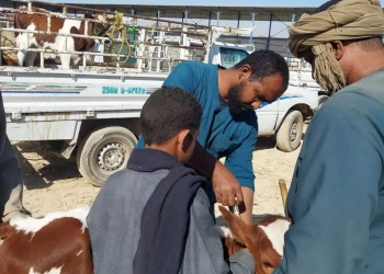 محافظ أسوان يتابع جهود مديرية الطب البيطرى فى متابعة الأسواق 21 - جريدة المساء