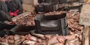 د.محمد نوفل: تطبيق أحدث الأساليب العلمية والفنية في إدارة المزارع السمكية 2 - جريدة المساء د.محمد نوفل: تطبيق أحدث الأساليب العلمية والفنية في إدارة المزارع السمكية 1 - جريدة المساء