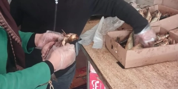 "الزراعة": ضبط 156 طنًا من اللحوم المخالفة وتحرير 961 محضرًا خلال مارس 1 - جريدة المساء