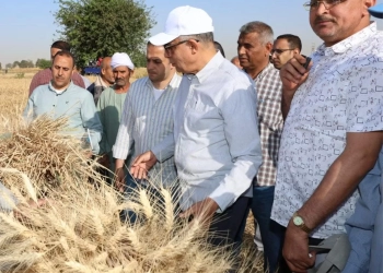 محافظ المنيا: القمح يتجاوز المستهدف ويعزز الأمن الغذائي 20 - جريدة المساء