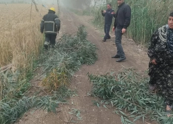 تصاعد أدخنة من محول كهرباء و سقوط أشجار و أعمدة إنارة بالمنوفية.. بسبب الطقس السييء 25 - جريدة المساء