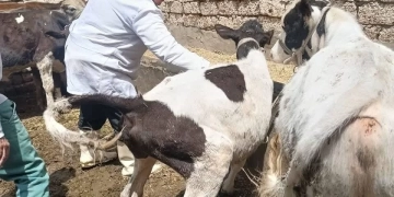 "الزراعة": تحصين مليون رأس ماشية ضد الجلد العقدي وجدري الأغنام 2 - جريدة المساء "الزراعة": تحصين مليون رأس ماشية ضد الجلد العقدي وجدري الأغنام 1 - جريدة المساء