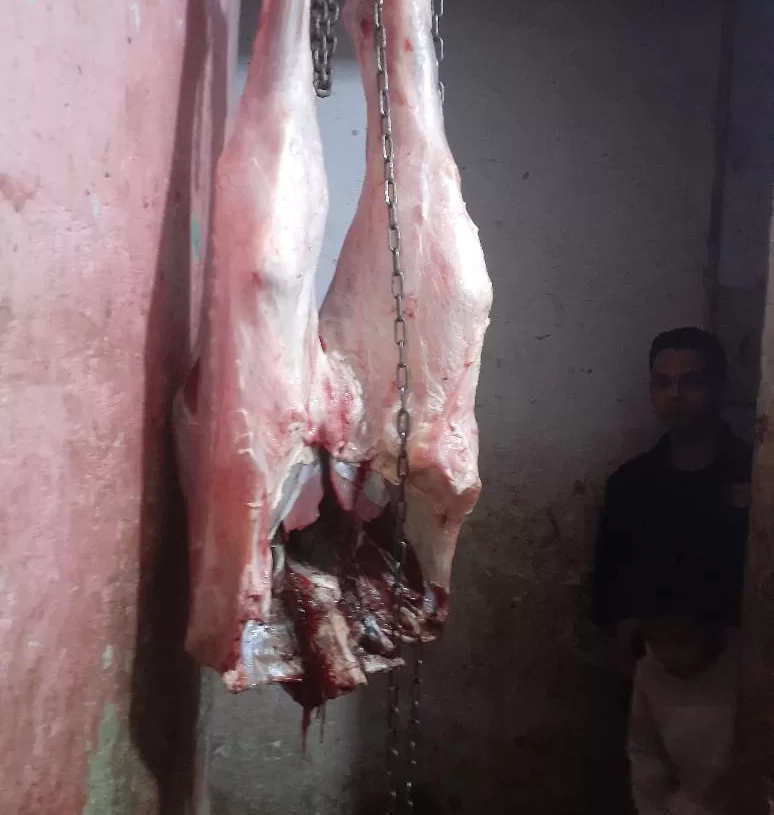 ضبط 3 رؤوس ماشية نافقة مذبوحة داخل منزل بأشمون 18 - جريدة المساء