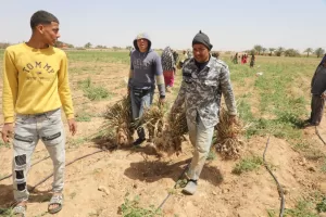 محافظ المنيا يشهد حصاد 18 ألف فدان ثوم ويوجه بدعم المزارعين 25 - جريدة المساء