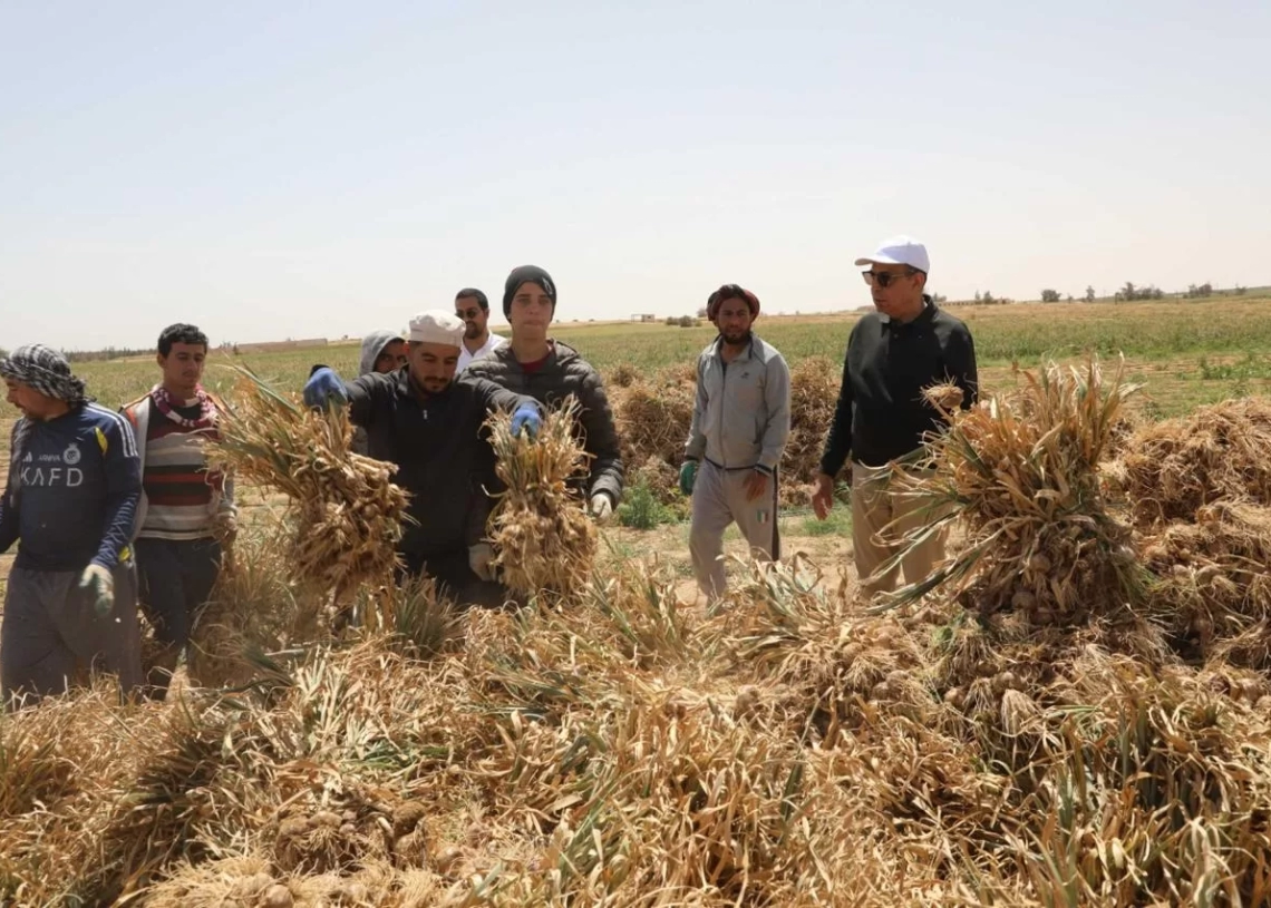محافظ المنيا يشهد حصاد 18 ألف فدان ثوم ويوجه بدعم المزارعين 19 - جريدة المساء