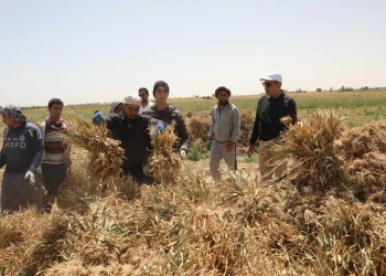 محافظ المنيا يشهد حصاد 18 ألف فدان ثوم ويوجه بدعم المزارعين 26 - جريدة المساء محافظ المنيا يشهد حصاد 18 ألف فدان ثوم ويوجه بدعم المزارعين 25 - جريدة المساء