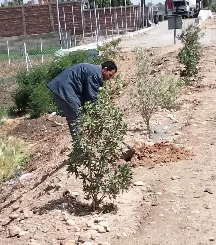 زراعة 210 شتلات متنوعة بالمنيا 20 - جريدة المساء زراعة 210 شتلات متنوعة بالمنيا 19 - جريدة المساء