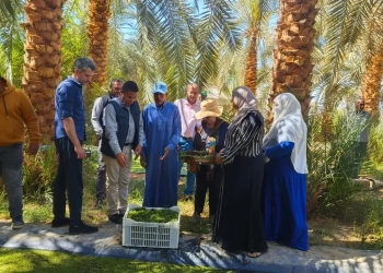 "بحوث الصحراء" يستقبل وفد إيكاردا بمحطتي توشكى والوادي الجديد 17 - جريدة المساء