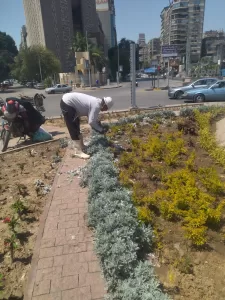 الخضرة تكسو الشوارع.. رفع 1450 طن مخلفات بالمنصورية والمنيرة والعمرانية والدقي بمناسبة شم النسيم 33 - جريدة المساء