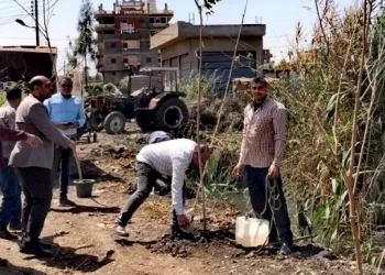 ضمن المبادرة الرئاسية «100 مليون شجرة»محافظ كفرالشيخ يتابع زراعة الأشجار بدسوق 27 - جريدة المساء
