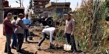 ضمن مبادرة "100 مليون شجرة".. مكي يتابع زراعة الأشجار بدسوق 1 - جريدة المساء