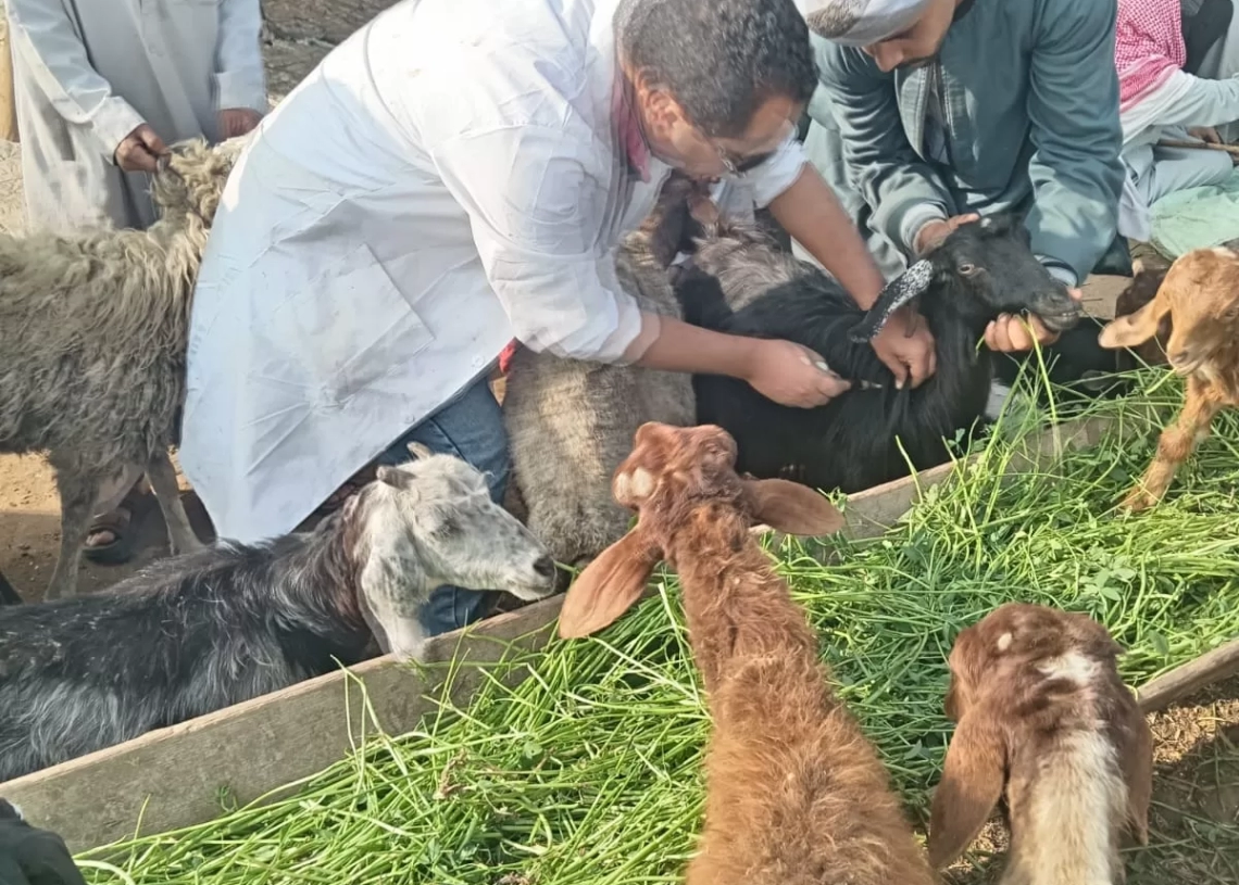 الجيزة: تحصين 176 ألف رأس ماشية خلال 3 أسابيع 18 - جريدة المساء