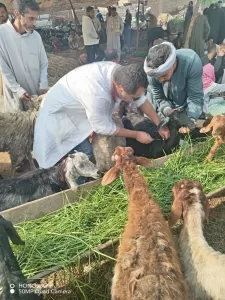 الجيزة: تحصين 176 ألف رأس ماشية خلال 3 أسابيع 24 - جريدة المساء