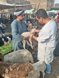 الجيزة: تحصين 176 ألف رأس ماشية خلال 3 أسابيع 22 - جريدة المساء
