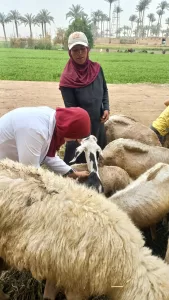 الجيزة: تحصين 176 ألف رأس ماشية خلال 3 أسابيع 20 - جريدة المساء