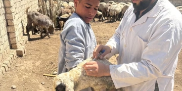 "الزراعة" تعلن تحصين أكثر من 3 مليون رأس ماشية ضد الجلد العقدي وجدري الأغنام حتى الآن 1 - جريدة المساء