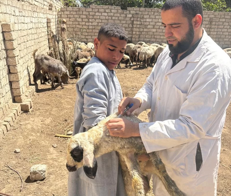 "الزراعة" تعلن تحصين أكثر من 3 مليون رأس ماشية ضد الجلد العقدي وجدري الأغنام حتى الآن 19 - جريدة المساء