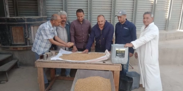 توريد 9 آلاف طن قمح بالمنوفية 1 - جريدة المساء