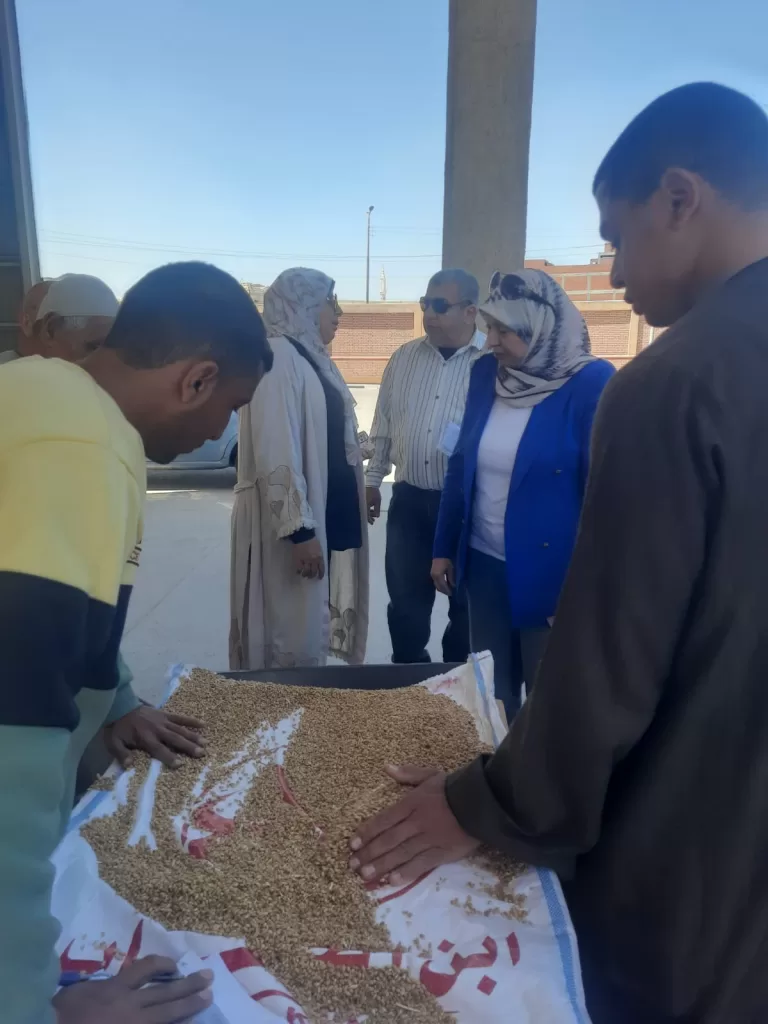 توريد 9 آلاف طن قمح بالمنوفية 21 - جريدة المساء