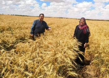 بحوث الصحراء : أنجاز علمي يرفع إنتاجية القمح في الأراضي شديدة الملوحة باستخدام تكنولوجيا النانو .. 15 - جريدة المساء