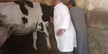 تحصين 37 ألف رأس ماشية ضد الحمى القلاعية و الوادي المتصدع بالمنوفية 1 - جريدة المساء