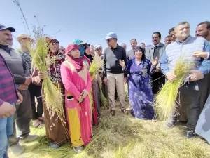 الزغاريد تملأ الحقول.. عيدان في المنيا: حصاد الكتان ولقاء المحافظ بالمزارعين 21 - جريدة المساء