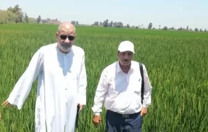 د.شراقي يطالب مجددا بزيادة مساحة الأرز بشمال الدلتا 21 - جريدة المساء