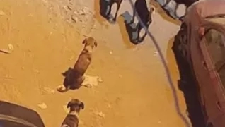 الكلاب الضالة ٠ ٠ تسيطر على شوارع ديروط! ! 1 - جريدة المساء