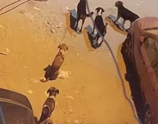 الكلاب الضالة ٠ ٠ تسيطر على شوارع ديروط! ! 25 - جريدة المساء