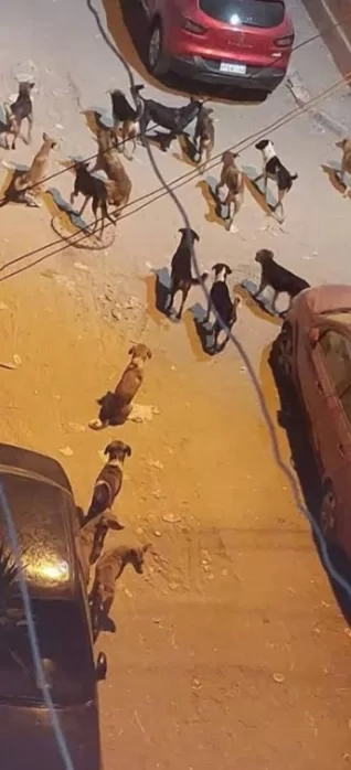 الكلاب الضالة ٠ ٠ تسيطر على شوارع ديروط! ! 19 - جريدة المساء