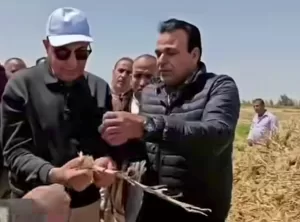 محافظ المنيا يتذوق الثوم من قلب الحقل... المزارع «بنوكل بيه العالم» 26 - جريدة المساء محافظ المنيا يتذوق الثوم من قلب الحقل... المزارع «بنوكل بيه العالم» 25 - جريدة المساء