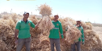 الزراعات الصحراوية بجامعة سلمان..تحقق انجاز علمي في زراعة القمح بمياة الابار 1 - جريدة المساء