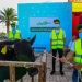 الإستعداد لنحر 50عجل بلدى خلال أيام التشريق فى (3) مجازر بأسوان 3 - جريدة المساء