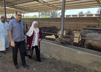 طرح الأضاحي بأسعار تنافسية وزيادة المعروض..للتيسير علي مواطني القليوبية 39 - جريدة المساء