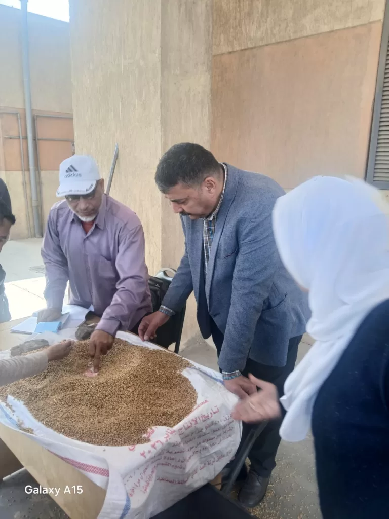 توريد 85 ألف طن قمح بالمنوفية 21 - جريدة المساء