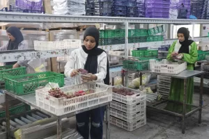 محافظ المنيا يشيد بمحطة البيهو لتعبئة الفاكهة 19 - جريدة المساء