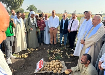 الزراعة : اتحاد منتجي ومصدري الحاصلات البستانية يتابع نتائج الأصناف الجديدة للبطاطس 11 - جريدة المساء