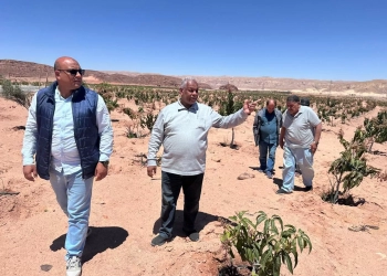"الزراعة" تواصل دعم مزارعي التجمعات التنموية بوسط سيناء ضمن جهود "بحوث الصحراء" 17 - جريدة المساء