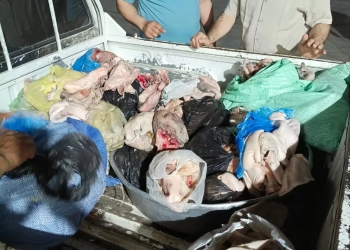 ضبط نصف طن لحوم فاسدة بالمنوفية 21 - جريدة المساء