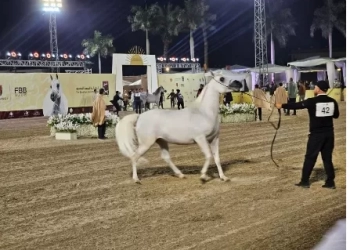 السفير صالح موطلو يشيد بجمال الخيول المصرية وتراثها العريق 21 - جريدة المساء