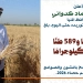 محافظ المنيا: توريد القمح يتخطى 167 ألف طن منذ انطلاق موسم 2026 7 - جريدة المساء
