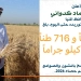 محافظ المنيا: حصاد التوريد يتجاوز 432 ألف طن قمح منذ بداية موسم 2026 8 - جريدة المساء محافظ المنيا: حصاد التوريد يتجاوز 432 ألف طن قمح منذ بداية موسم 2026 7 - جريدة المساء