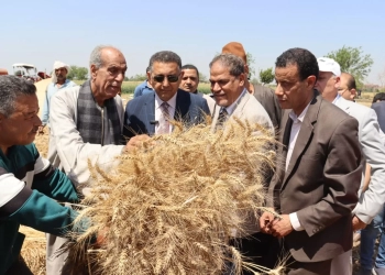 محافظ القليوبية يشارك مزارعي القمح فرحتهم ببدء موسم الحصاد 41 - جريدة المساء