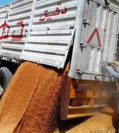 محافظ أسوان يتابع انتظام توريد القمح المحلى .. وتوريد 142 ألف و89 طن داخل الصوامع والشون والبناكر حتى الآن 18 - جريدة المساء