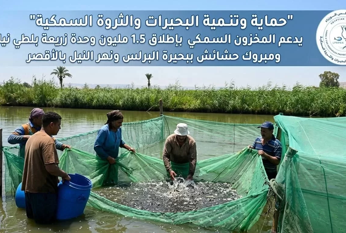 " حماية البحيرات " اطلاق 1.5 مليون وحدة زريعة بلطي نيلي ومبروك ببحيرة البرلس ونهر النيل بالأقصر 20 - جريدة المساء " حماية البحيرات " اطلاق 1.5 مليون وحدة زريعة بلطي نيلي ومبروك ببحيرة البرلس ونهر النيل بالأقصر 19 - جريدة المساء