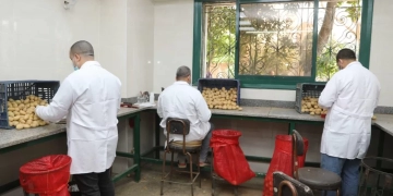 جهود مكثفة لمراقبة إنتاج وتصدير البطاطس و 970 ألف طن صادرات 1 - جريدة المساء